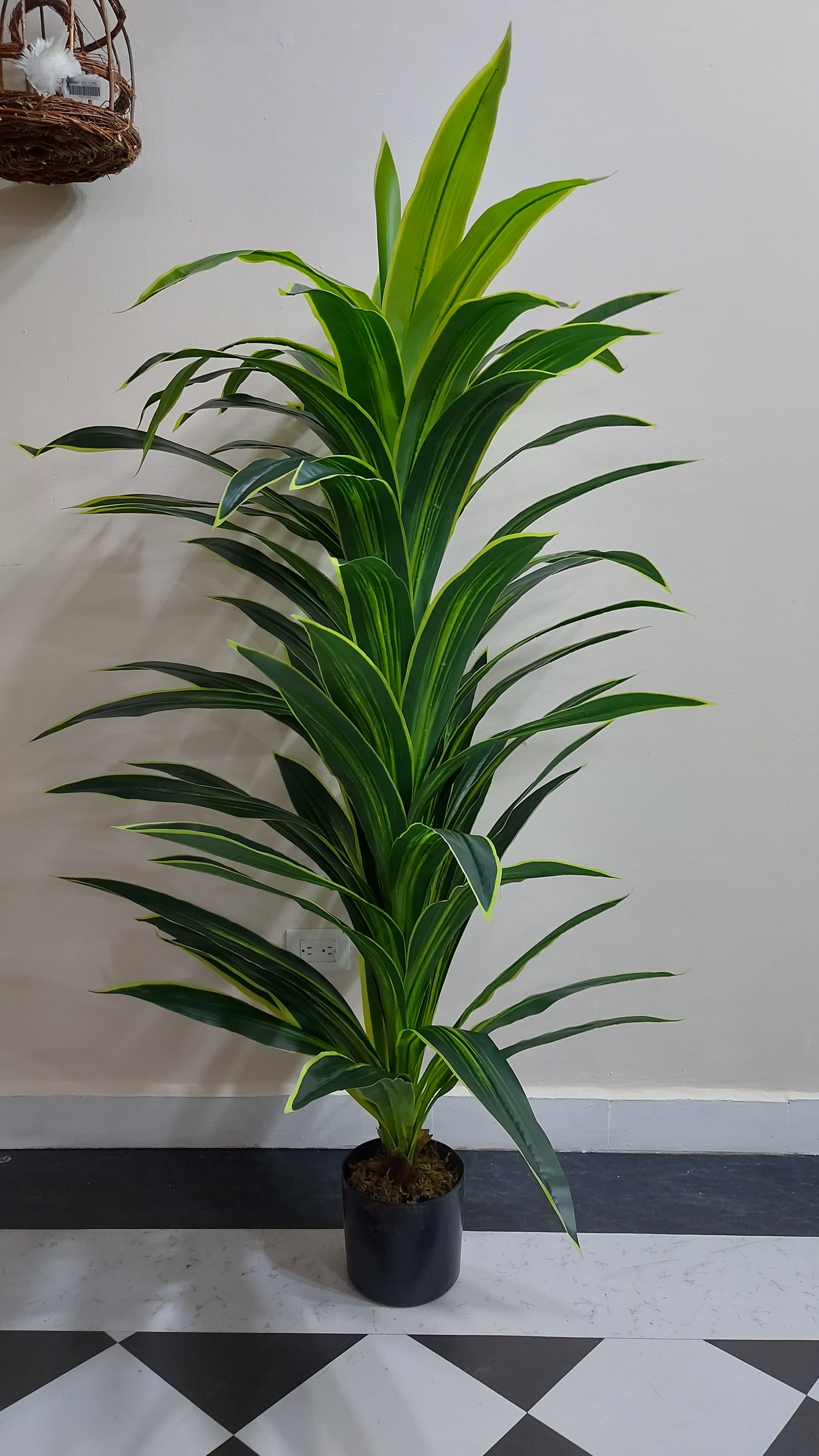 Dracaena 180 cm