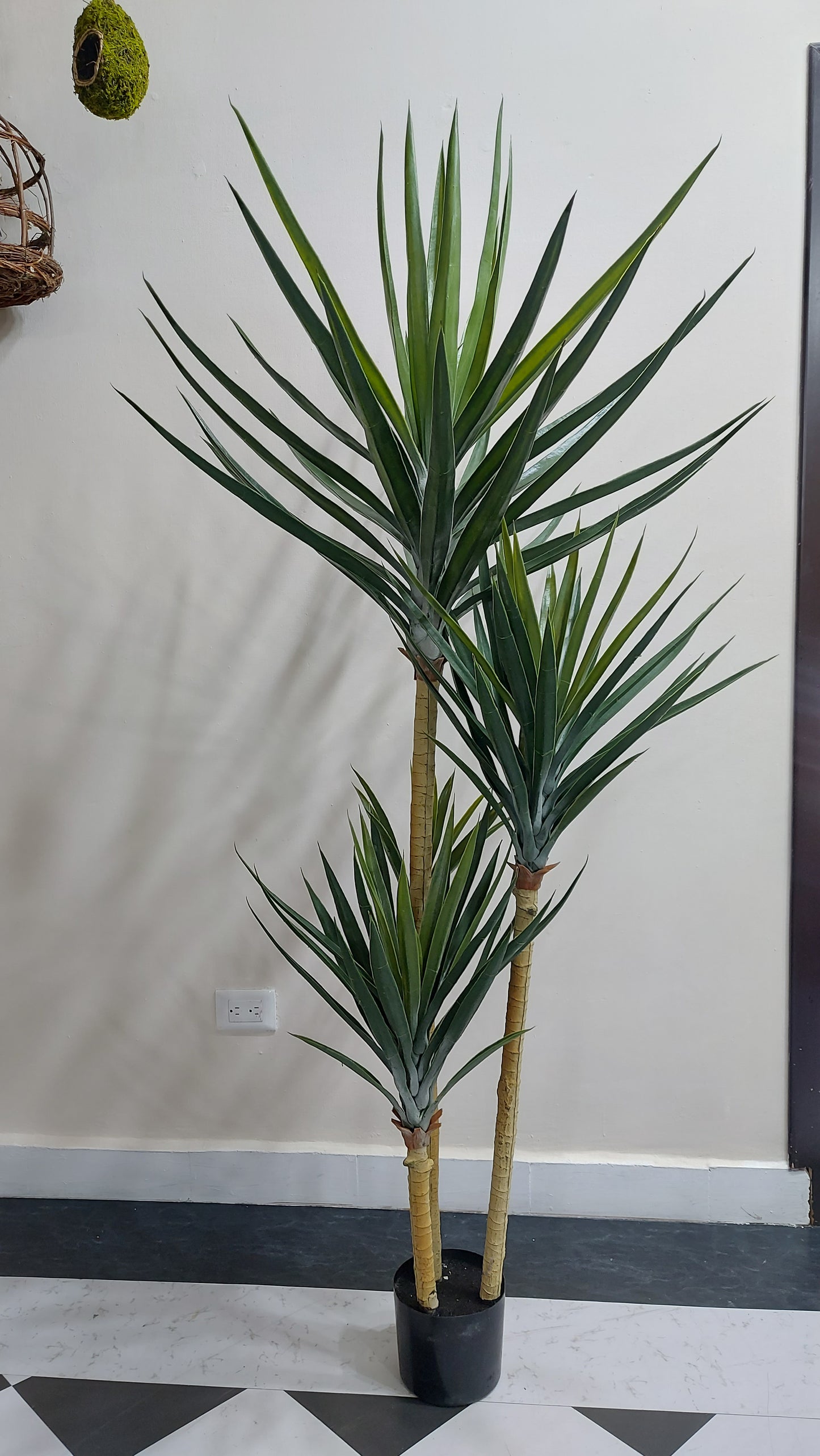 Yucca 180 cm