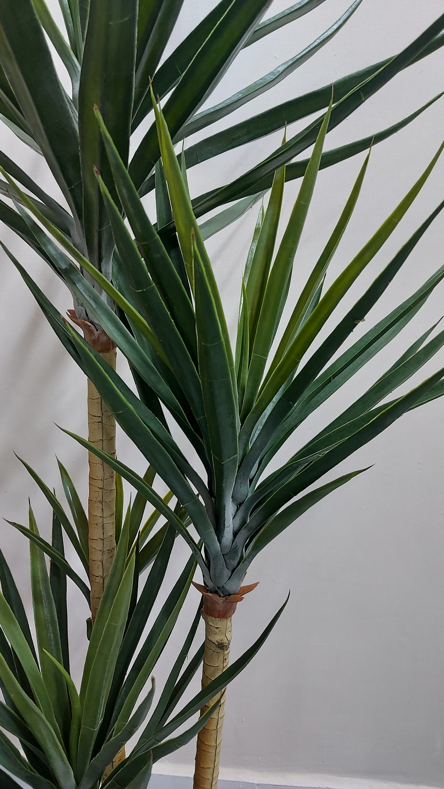 Yucca 180 cm