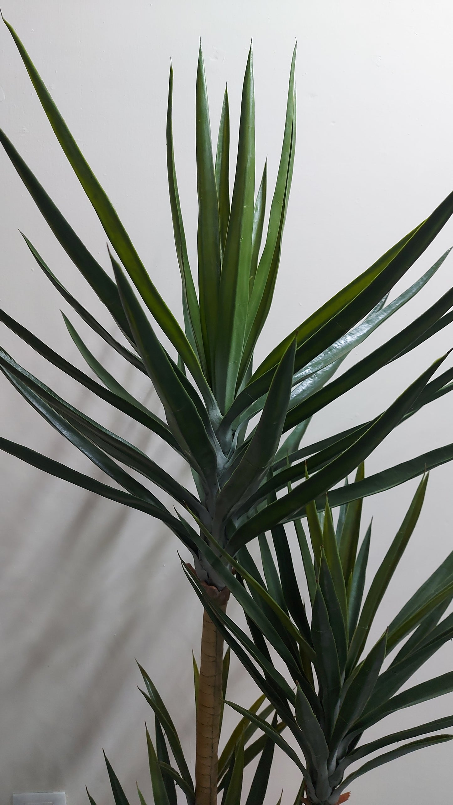 Yucca 180 cm