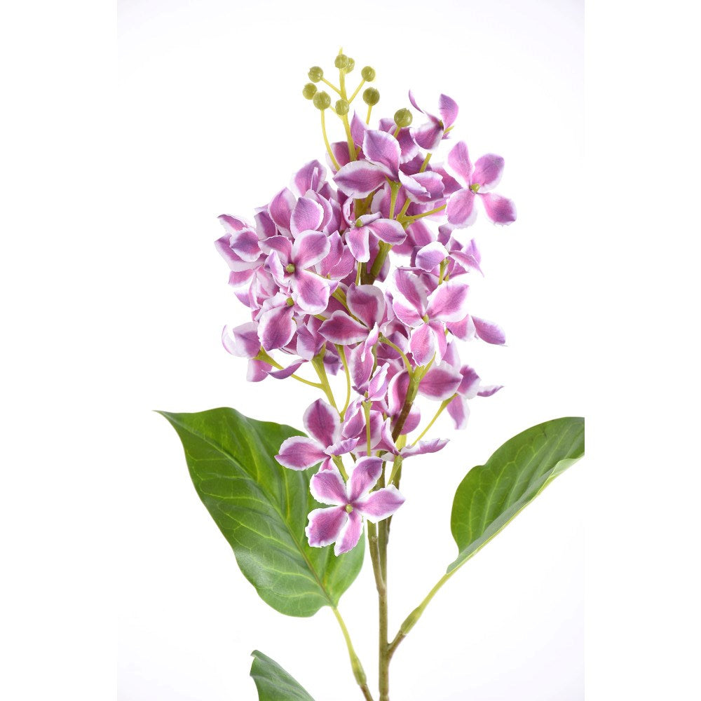Lily Morada