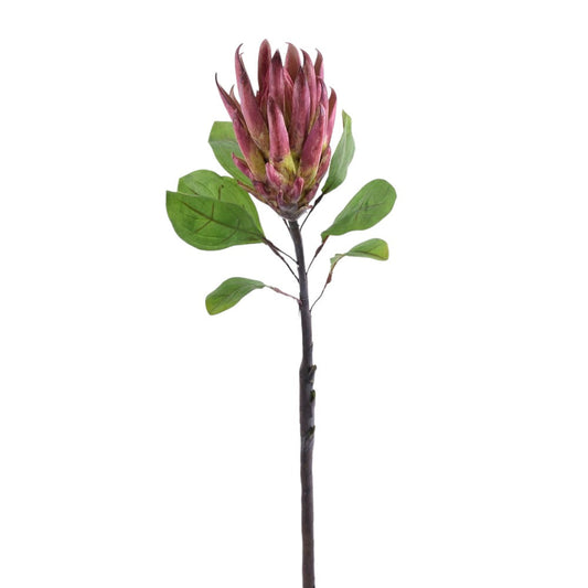 Protea Roja 28"