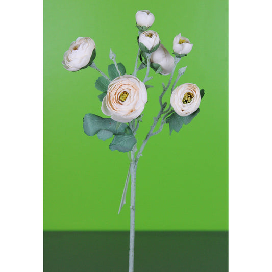 Ranunculus Durazno 19"