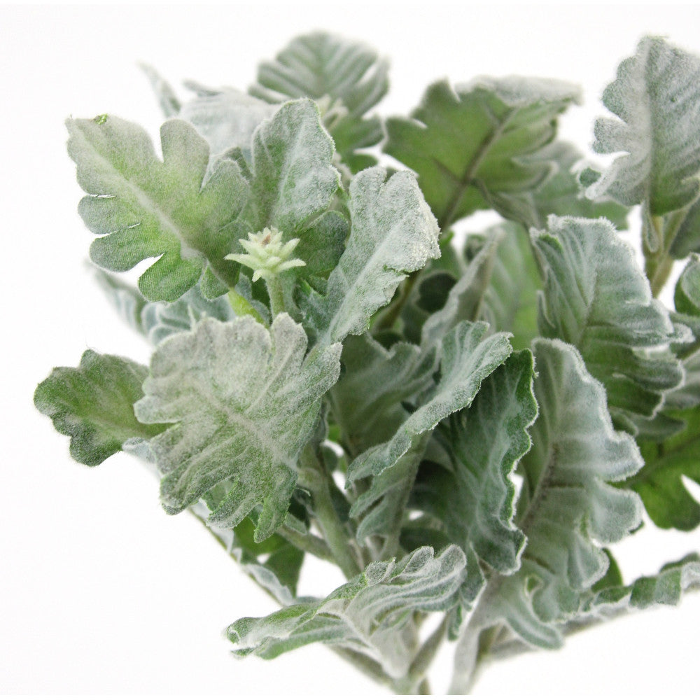 Dusty Miller 13"