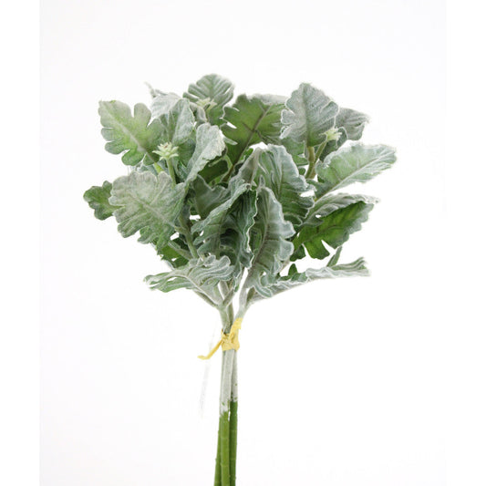 Dusty Miller 13"