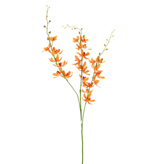 Orquidea Naranja China