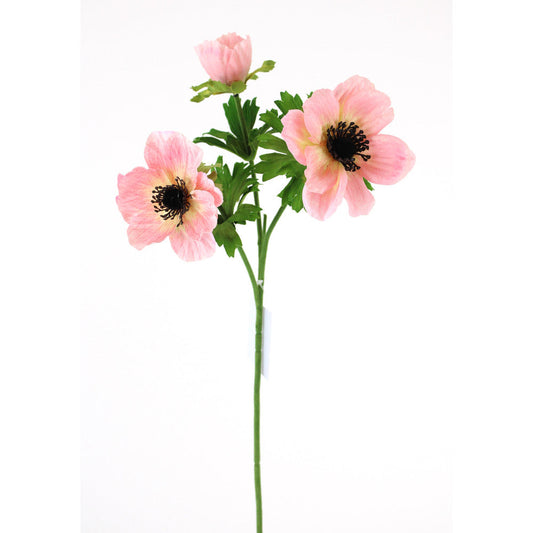 Anemona Rosa 22"