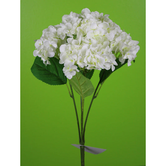 Hortensias Blanco X6