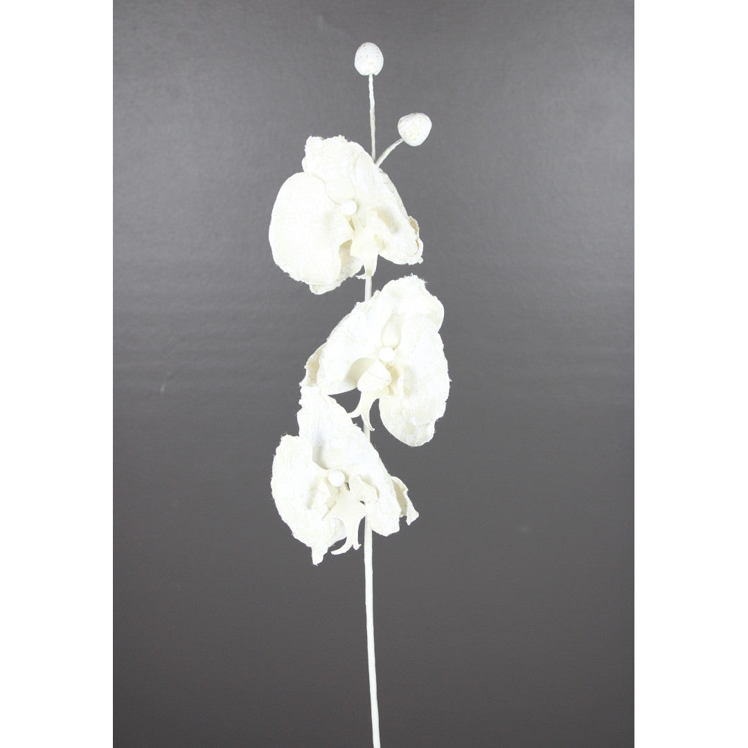 Fanelopsis Ivory 27"