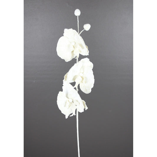 Fanelopsis Ivory 27"