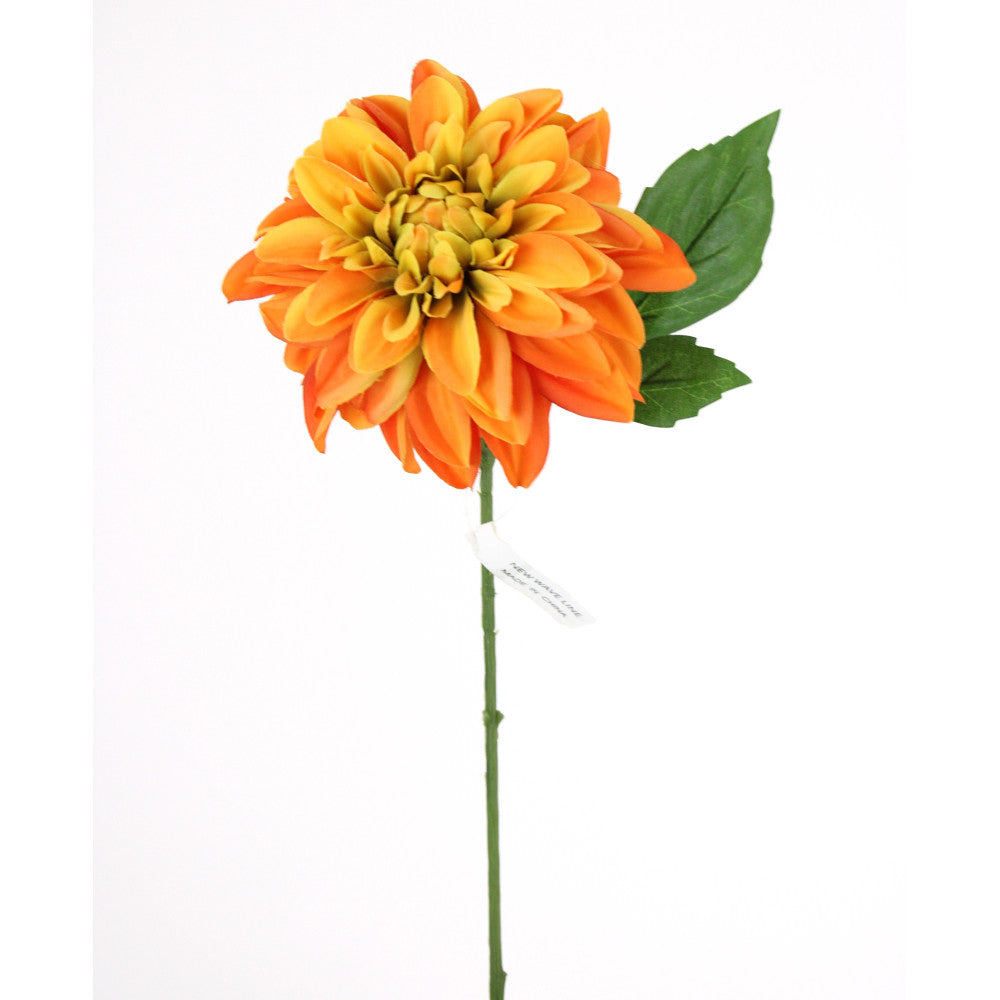 Dhalia Coral