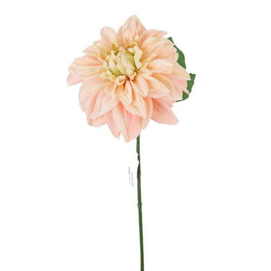 Dhalia Rosa
