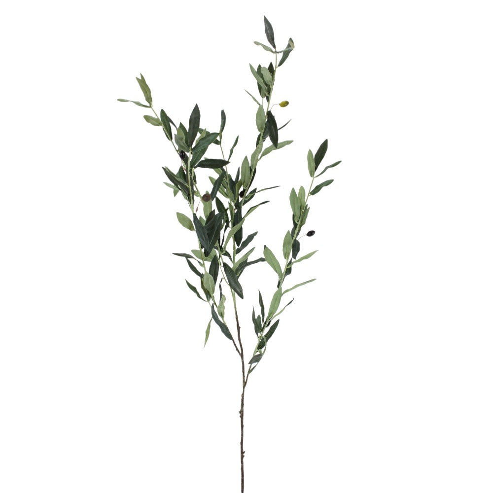 Rama Olivo 43"