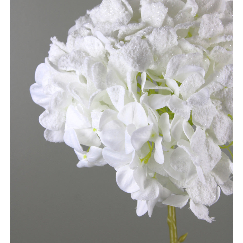 Hortensia Blanca Nevada