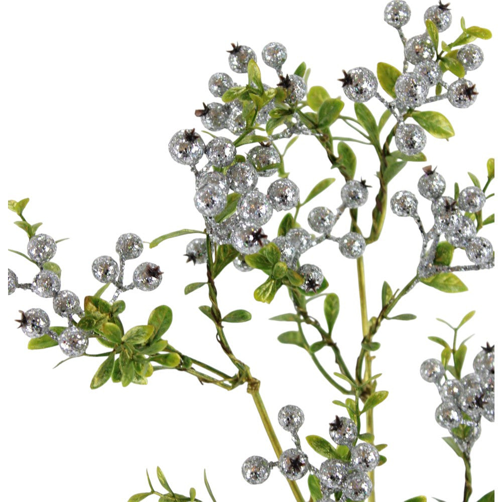 Rama Berry Plata