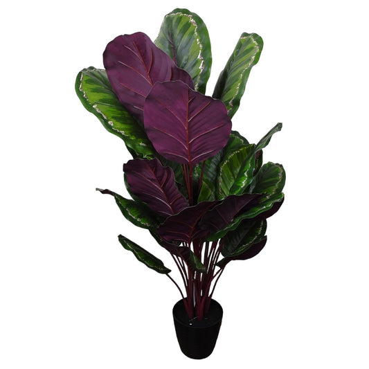 Calathea Permanente