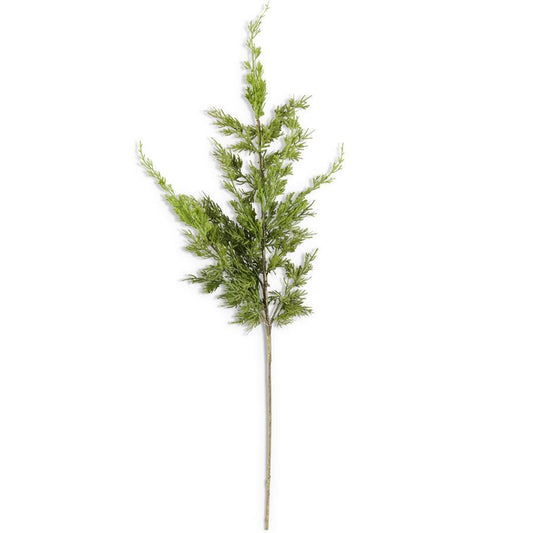 Rama  Pino Cypress 36"