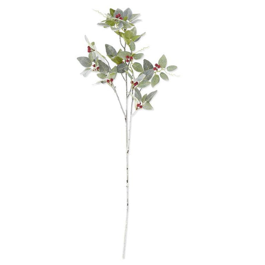 Rama Fittonia