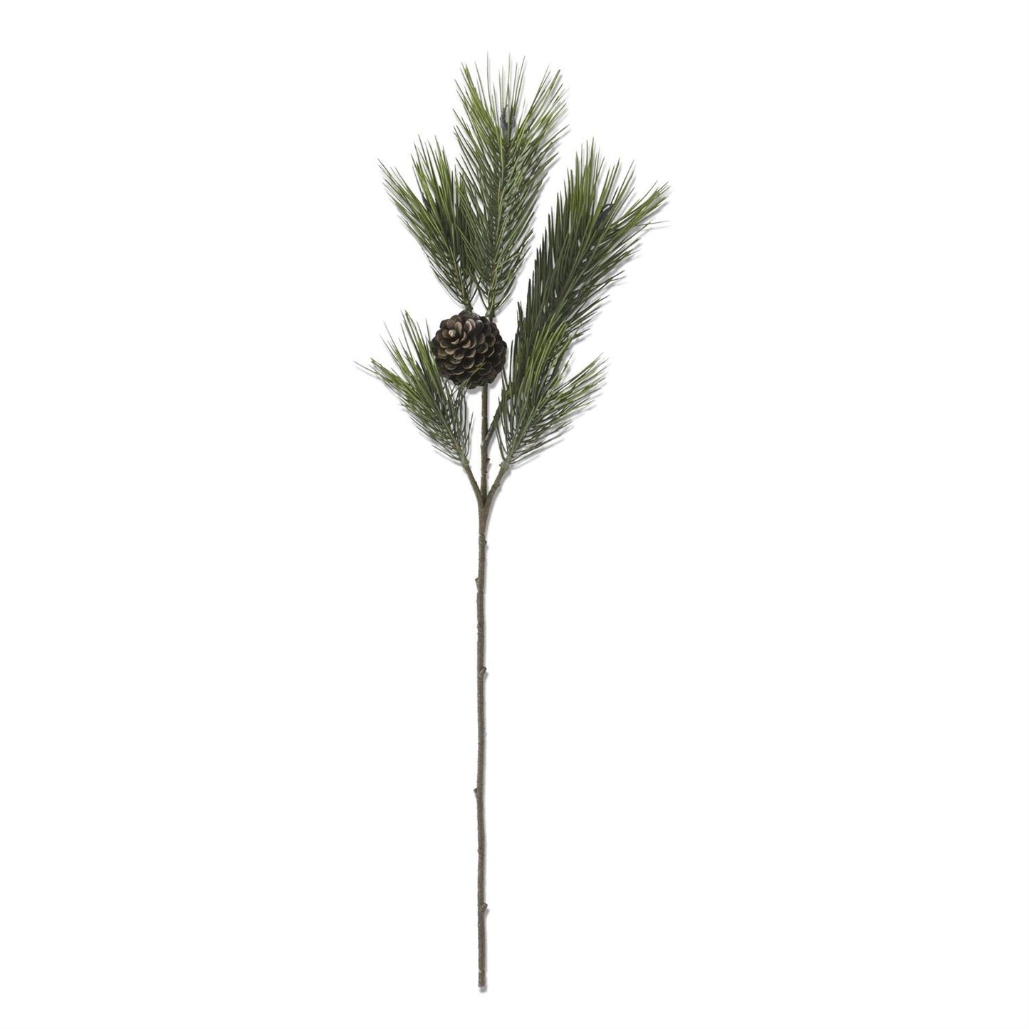 Rama Long Needle Pine 37"