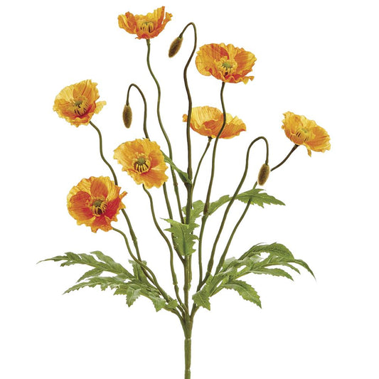 Amapola Naranja X7