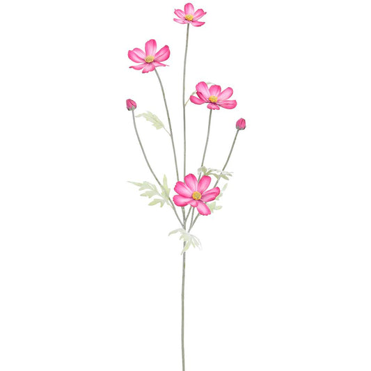 Cosmos Rosa