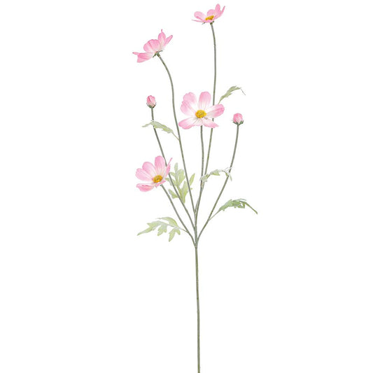 Cosmos Rosa Claro