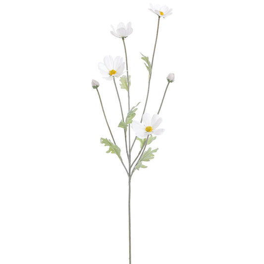 Cosmos Blanco