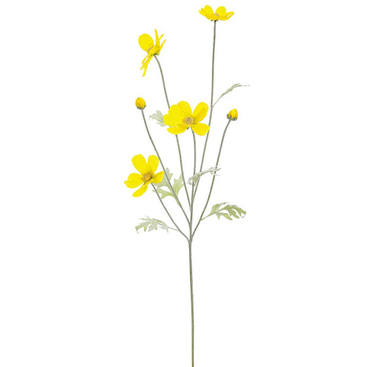 Cosmos Amarillo