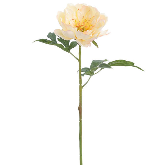 Peonia Amarilla