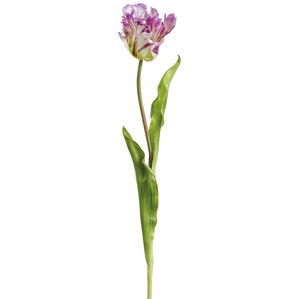 Tulipan Lila 20"