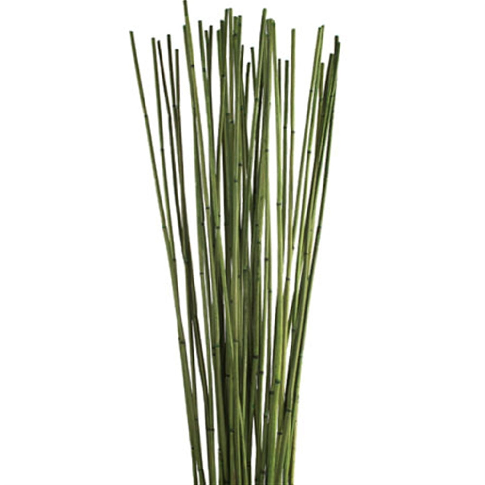 Bambú Verde en Vara Atado