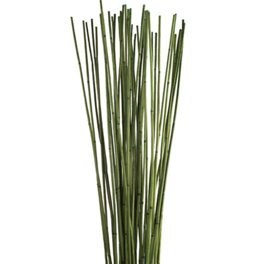 Bambú Verde en Vara Atado