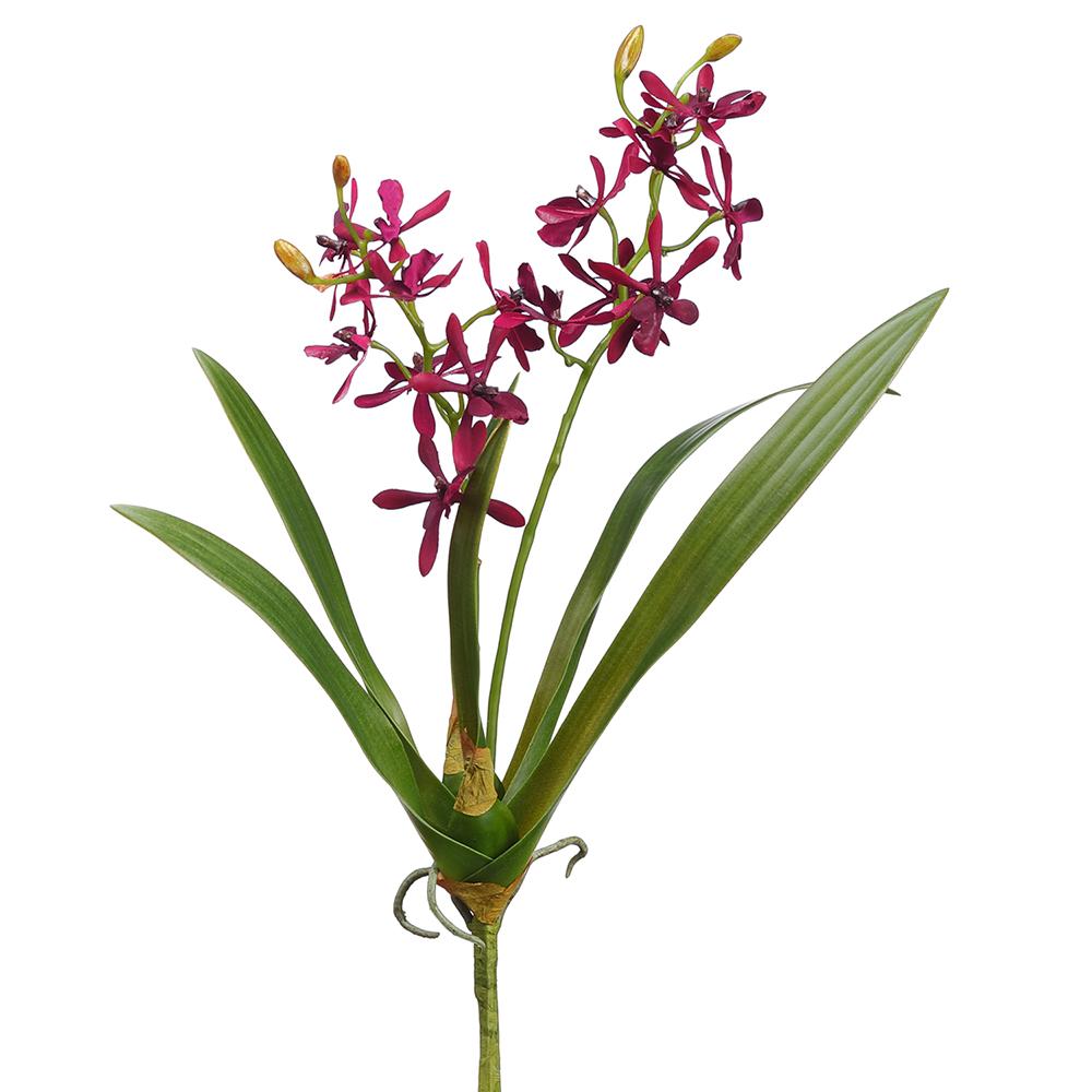 Lirio de Mayo Burgundy 16"