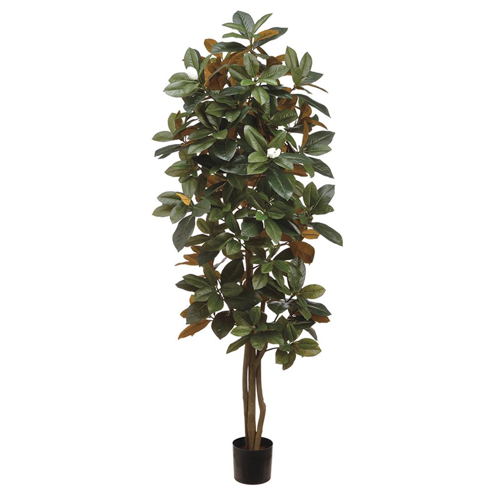 Árbol Magnolia 5'