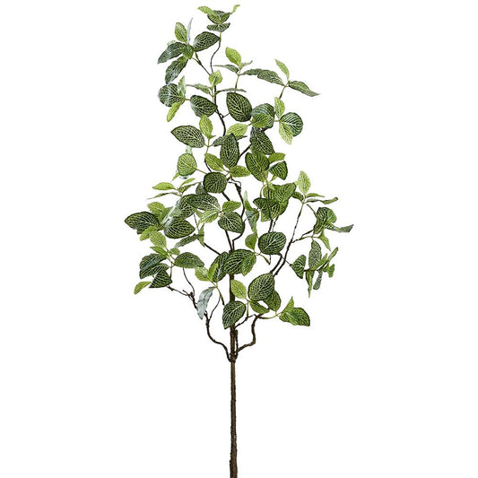 Hoja Fittonia