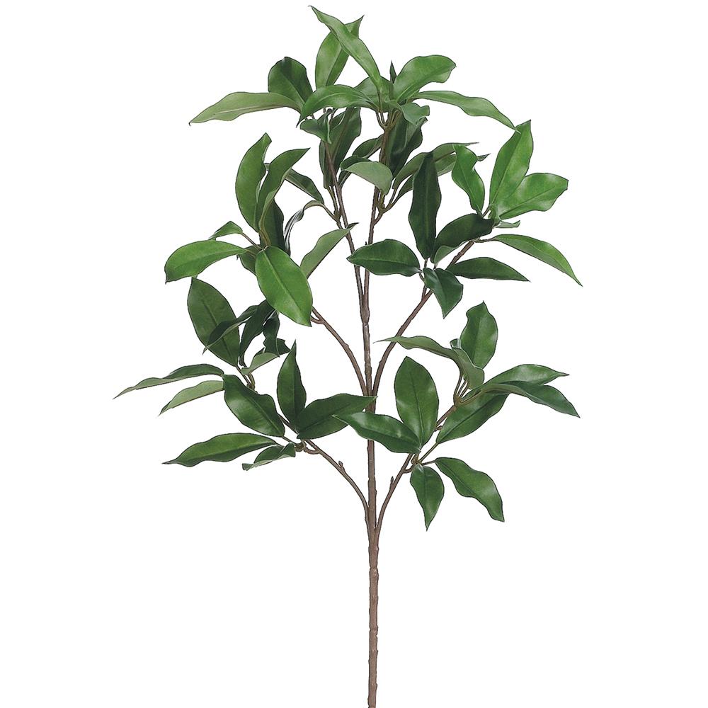 Hoja de laurel X6 24"