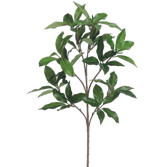 Hoja de laurel X6 24"