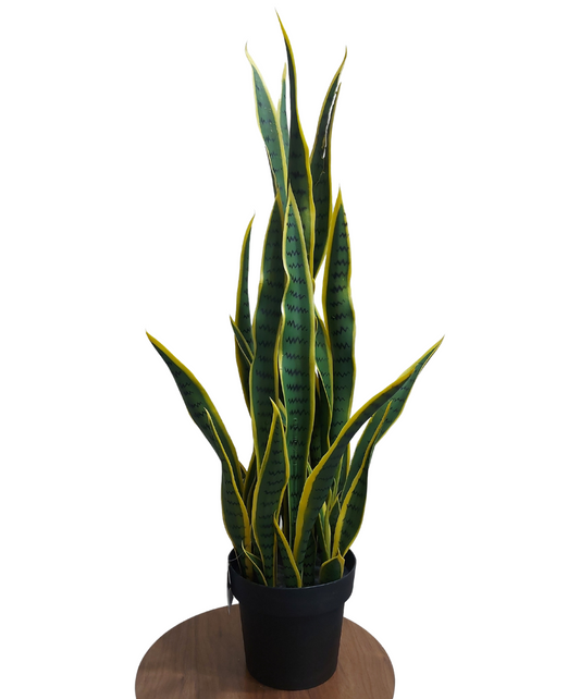 Sansevieria 90 cm