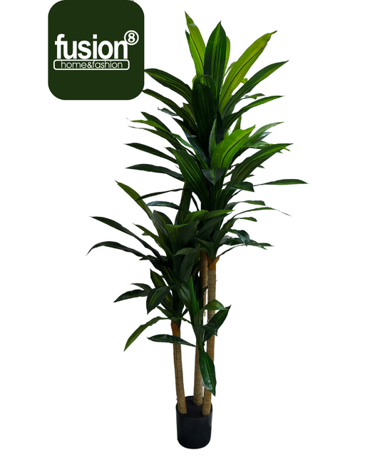 Dracaena X3 180 cm