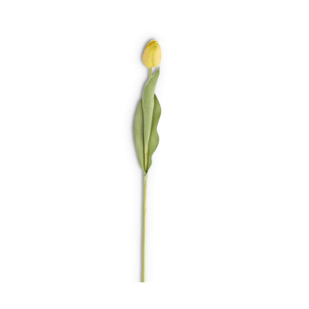 Tulipán Amarillo Real Touch