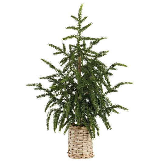 Árbolito Cypress en Canasta 21"