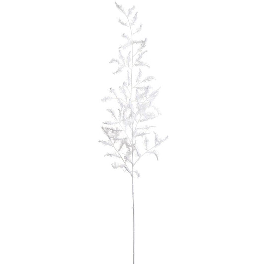 Vara Ruscus Blanca