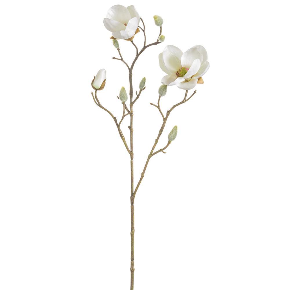 Magnolia Japonesa