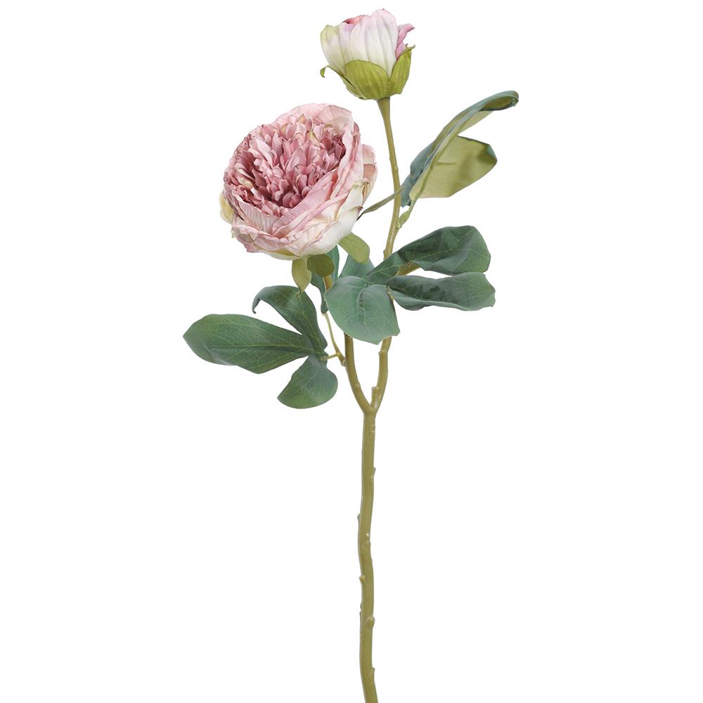 Peonia Seca Lila