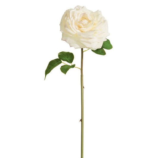 Rosa de Col Ivory 20"