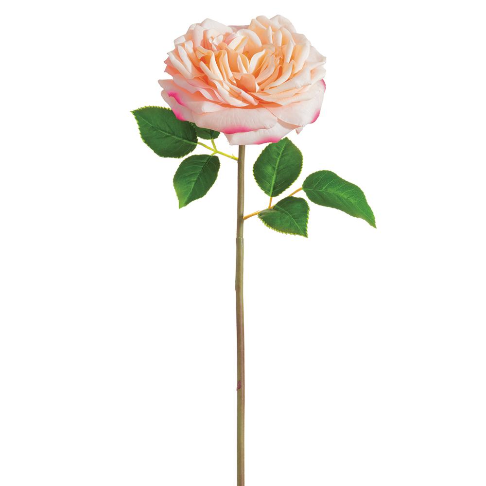 Rosa de Col Rosa 20"