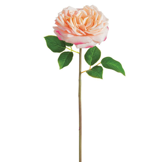 Rosa de Col Rosa 20"