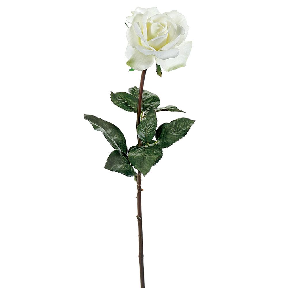 Rosa Blanca 27"