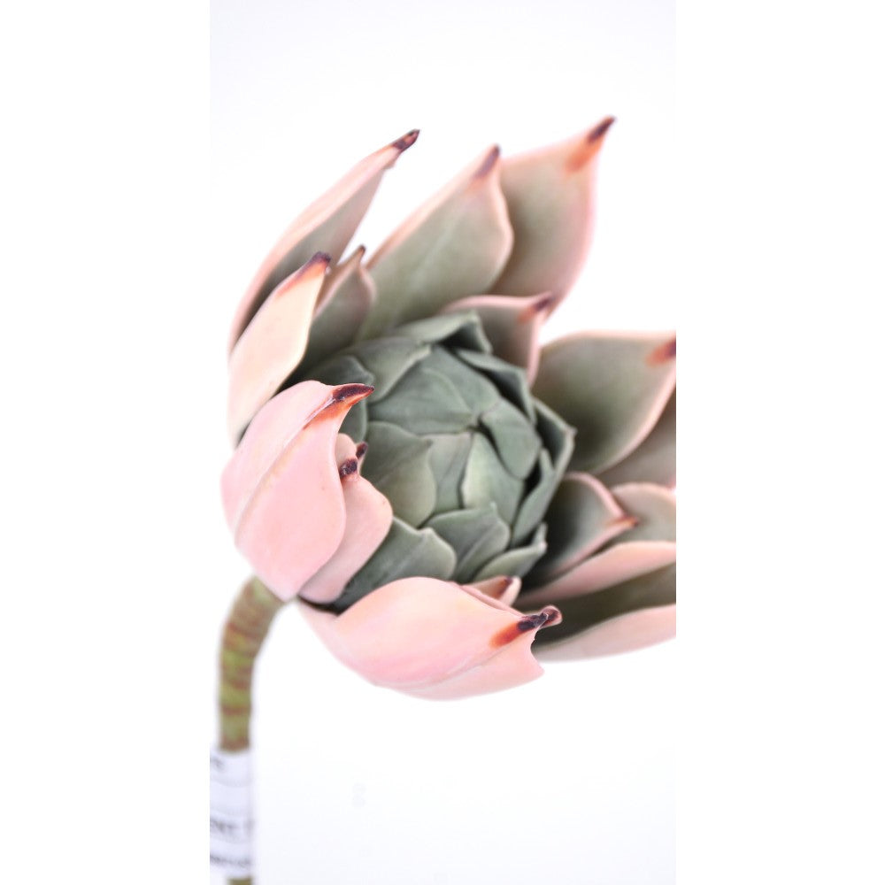 Suculenta 11"x 5"