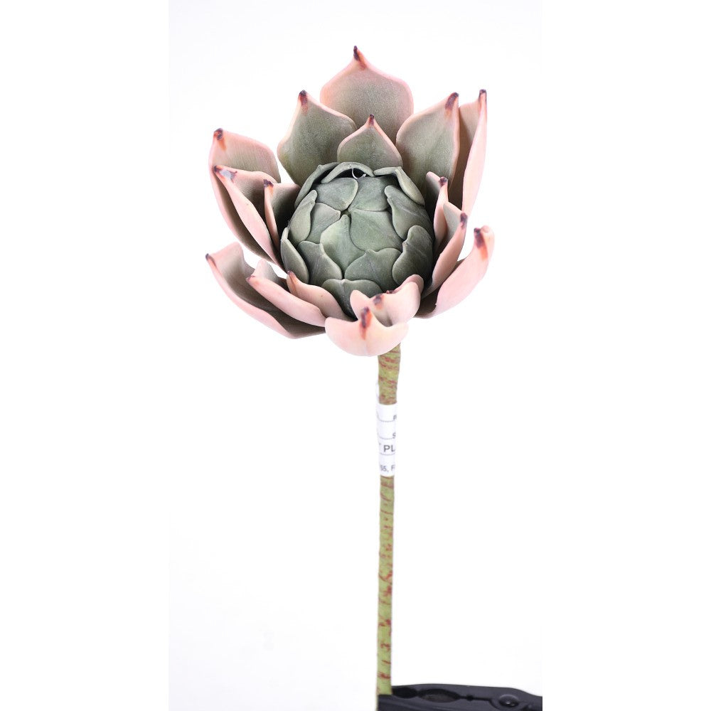 Suculenta 11"x 5"
